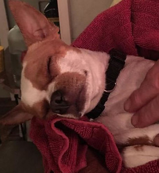 Paco PeeWee home safe 2-25-17.JPG