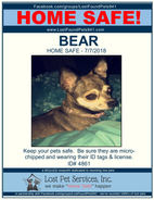 BEAR