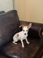 toby adopted.jpg