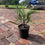 Thumbnail: 3 Gallon Pindo Palm
