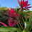 Thumbnail: Cordyline fruticosa 'Red Sister'