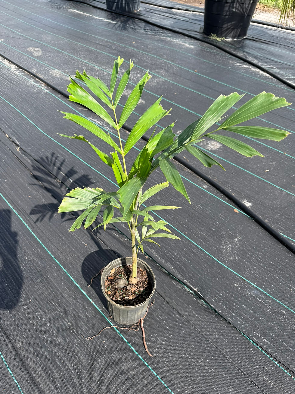 Thumbnail: Wodyetia bifurcata , Foxtail Palm , $20 Local Pickup, $45 Shipped