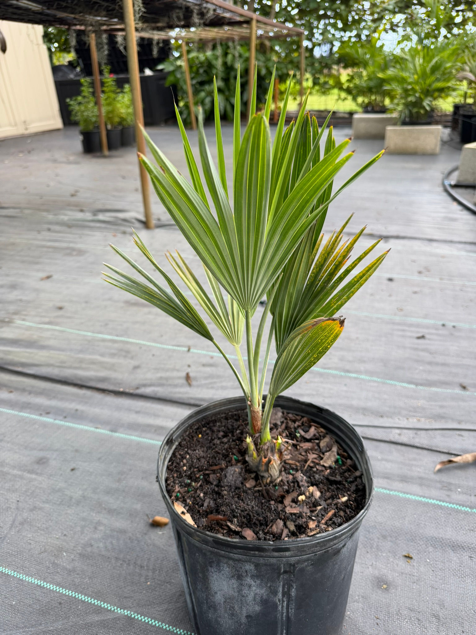 Acoelorrhaphe wrightii , Everglades Palm , Multiple Sizes