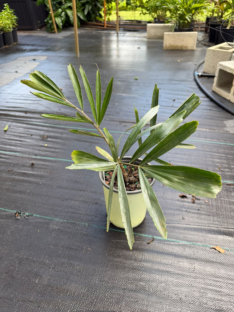 Thumbnail: Arenga engleri - Dwarf Sugar Palm, Multiple Sizes