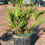 Thumbnail: 3 gallon  Serenoa repens