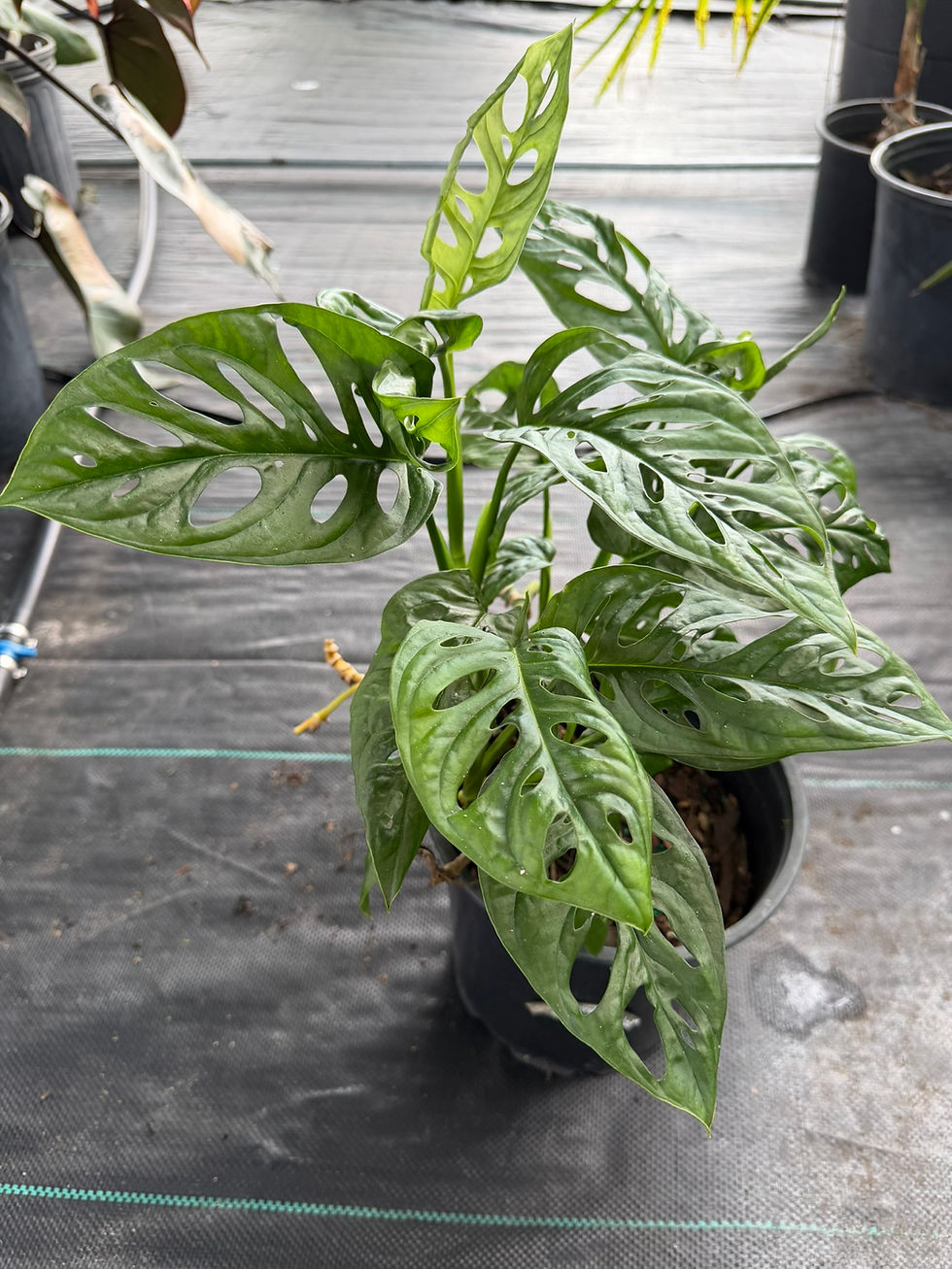 Thumbnail: Monstera