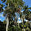 Thumbnail: Sabal mauritiiformis  - Savanah Palm; Bay Leaf Palm, #3 Container