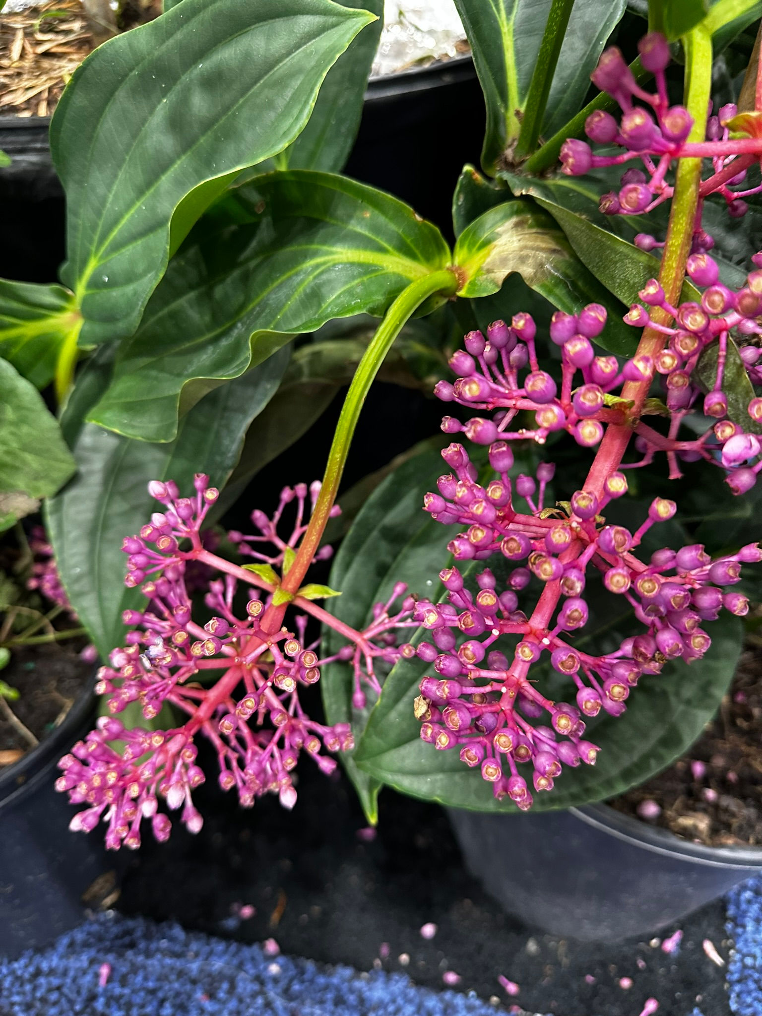 Medinilla myriantha - Malaysian Orchid