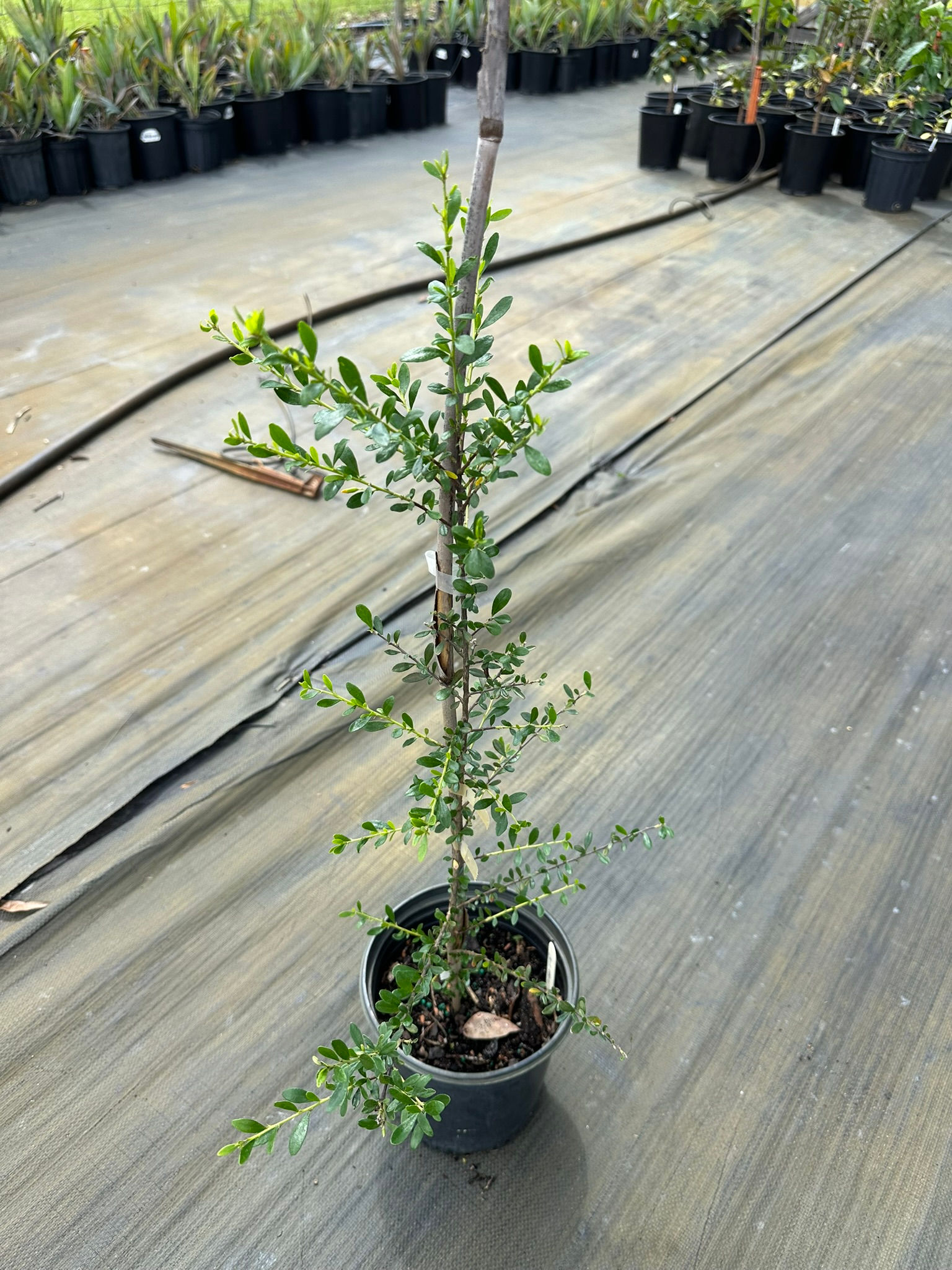 Brya ebenus, Jamaican Rain Tree