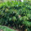 Thumbnail: Rhapis excelsa -Lady Palm