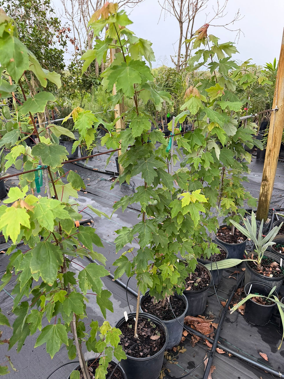 Thumbnail: Acer rubrum, Florida Red Maple, $30 Local Pickup
