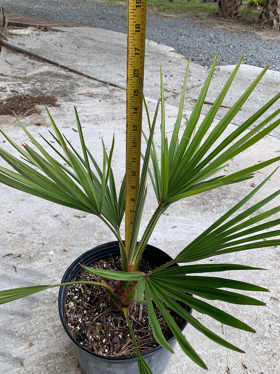 3 gallon Ribbon Fan Palm