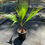 Thumbnail: Mexican Fan Palm - Washingtonia robusta