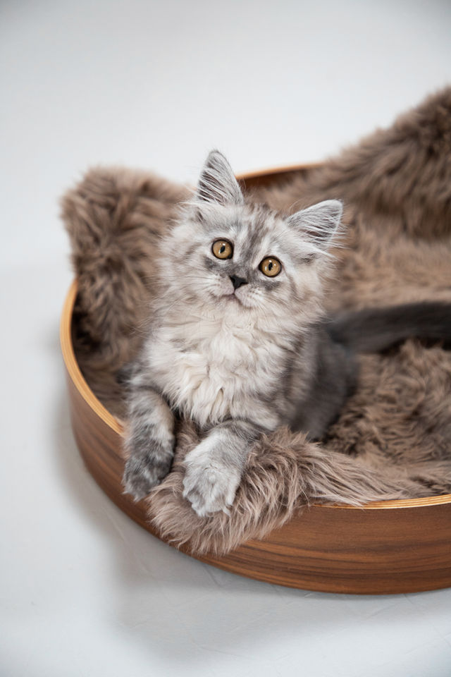 Coco