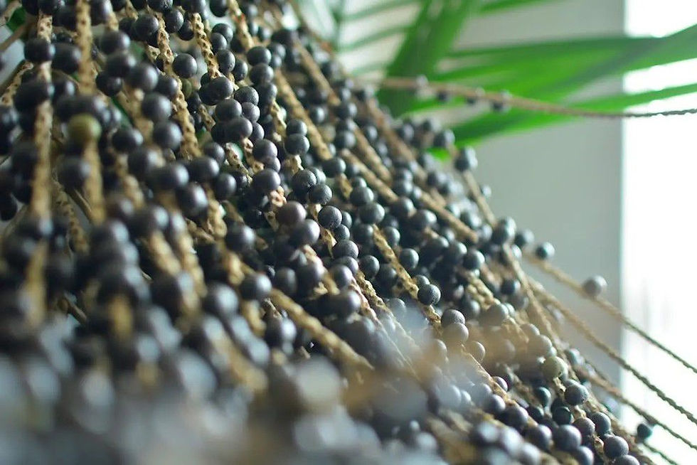 Saiba como participar da seleção para receber robôs coletores de açaí no Amapá