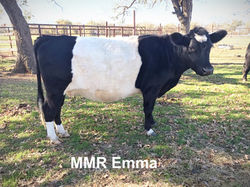 MMR Emma