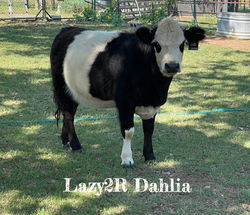 Lazy2R Dahlia_edited