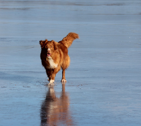 River at Rocky Pond enjoying the ice.jpeg