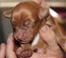 Poppy X Tre Puppies - 3 Days Old.