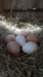 Free range & Soy Free