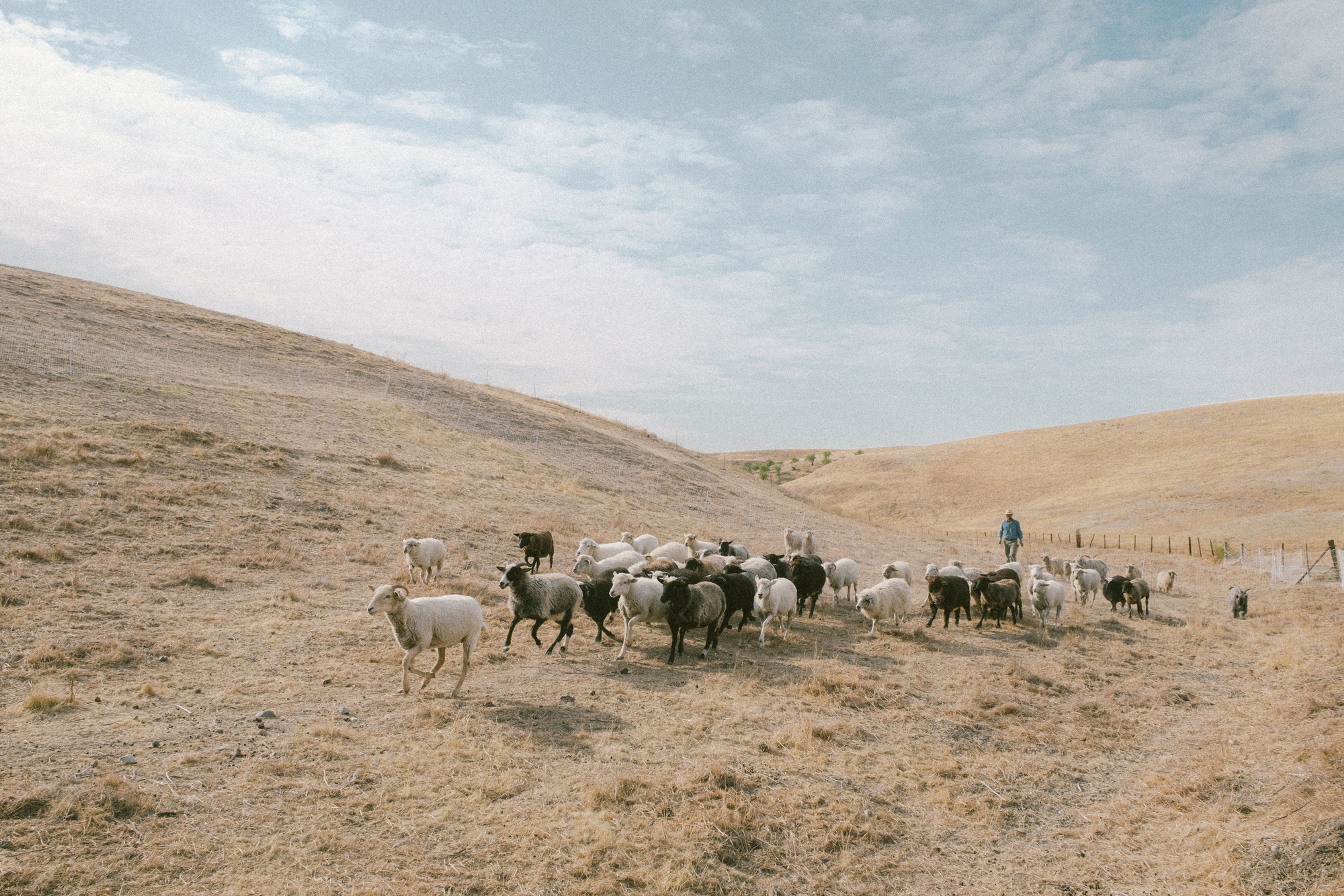 Sheep Camp Shearing Weekend