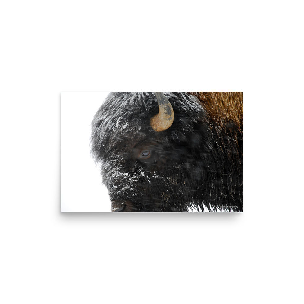 Thumbnail: Snowy Bison Photo Poster Print
