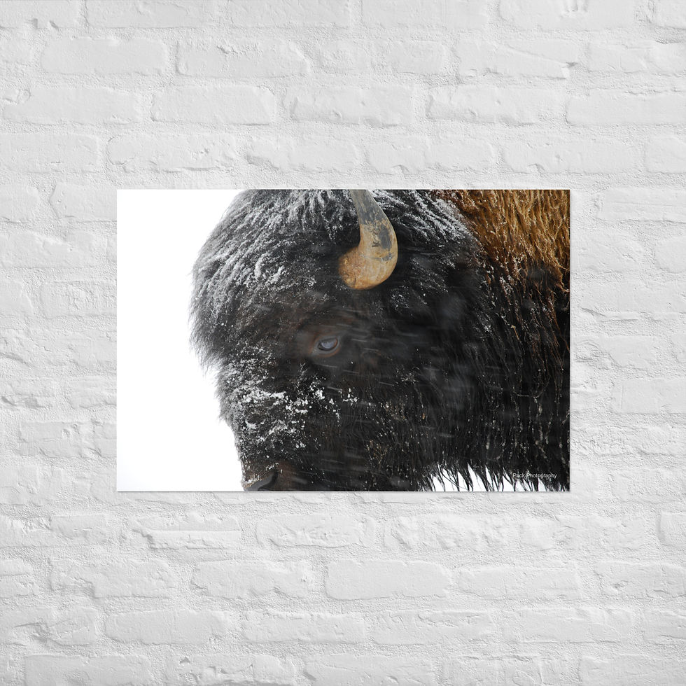 Thumbnail: Snowy Bison Photo Poster Print