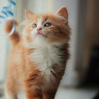 katz-1Chat-croquette--blanc.jpg