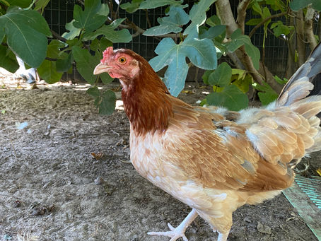 A photo of chicken resident, Emily, at Farm of the Free Animal Sanctuary.