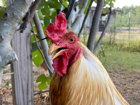 A photo of rooster resident, Radtkey, at Farm of the Free Animal Sanctuary.
