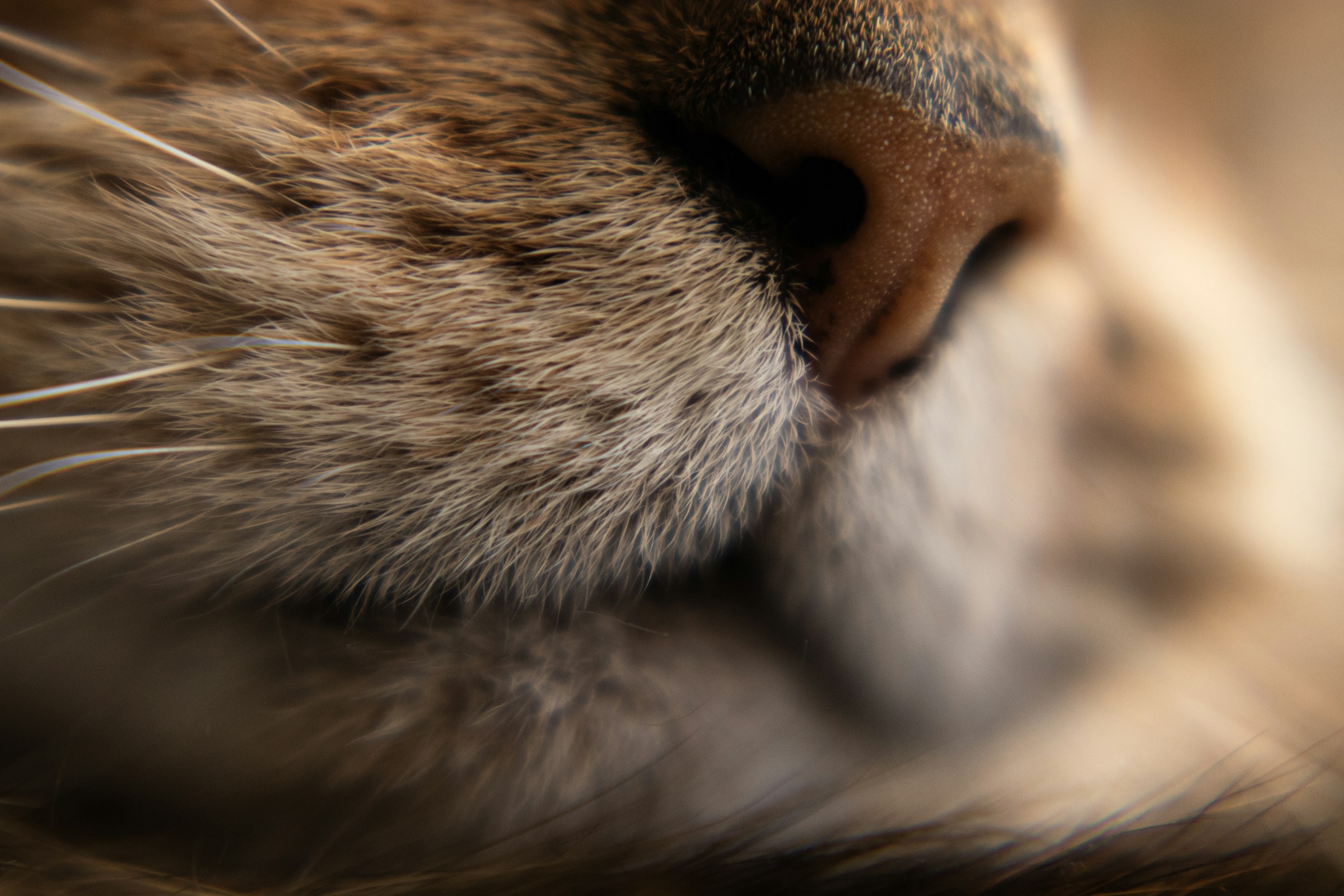 Macro detail of a cat’s nose and whiskers