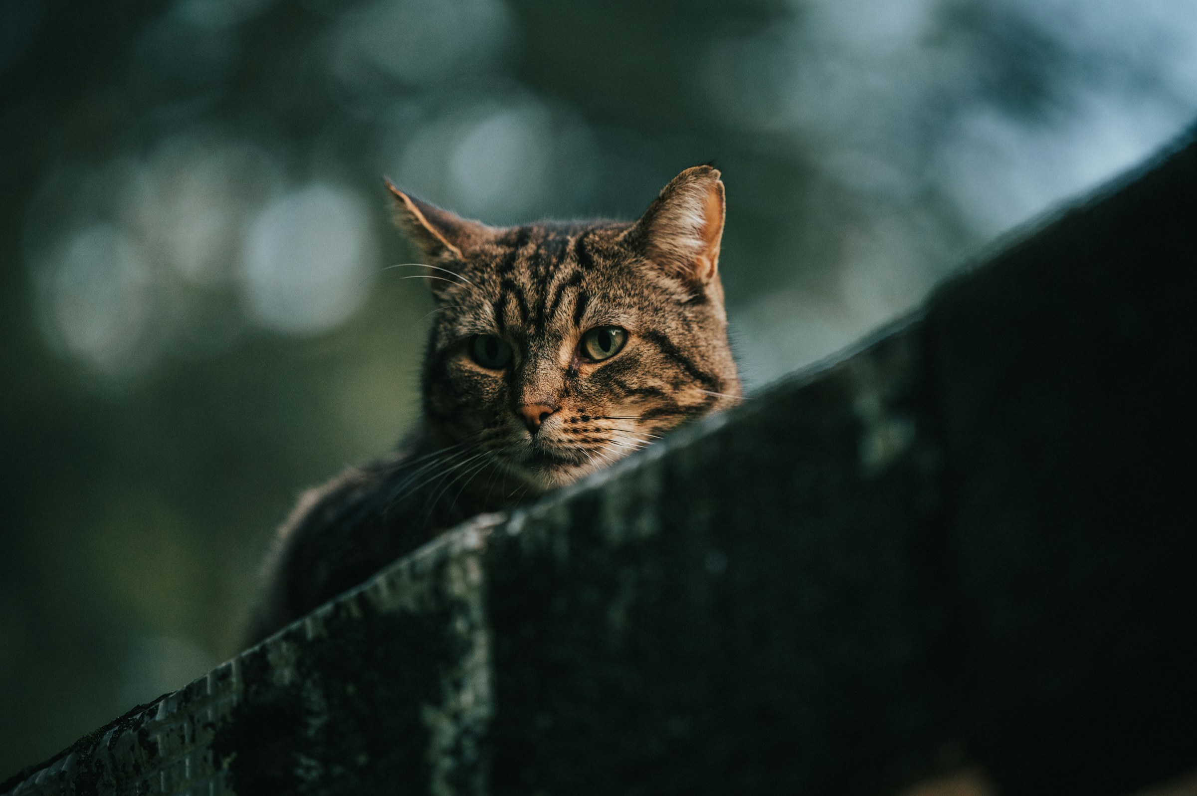 Brown tabby balanced on a dark wooden fence