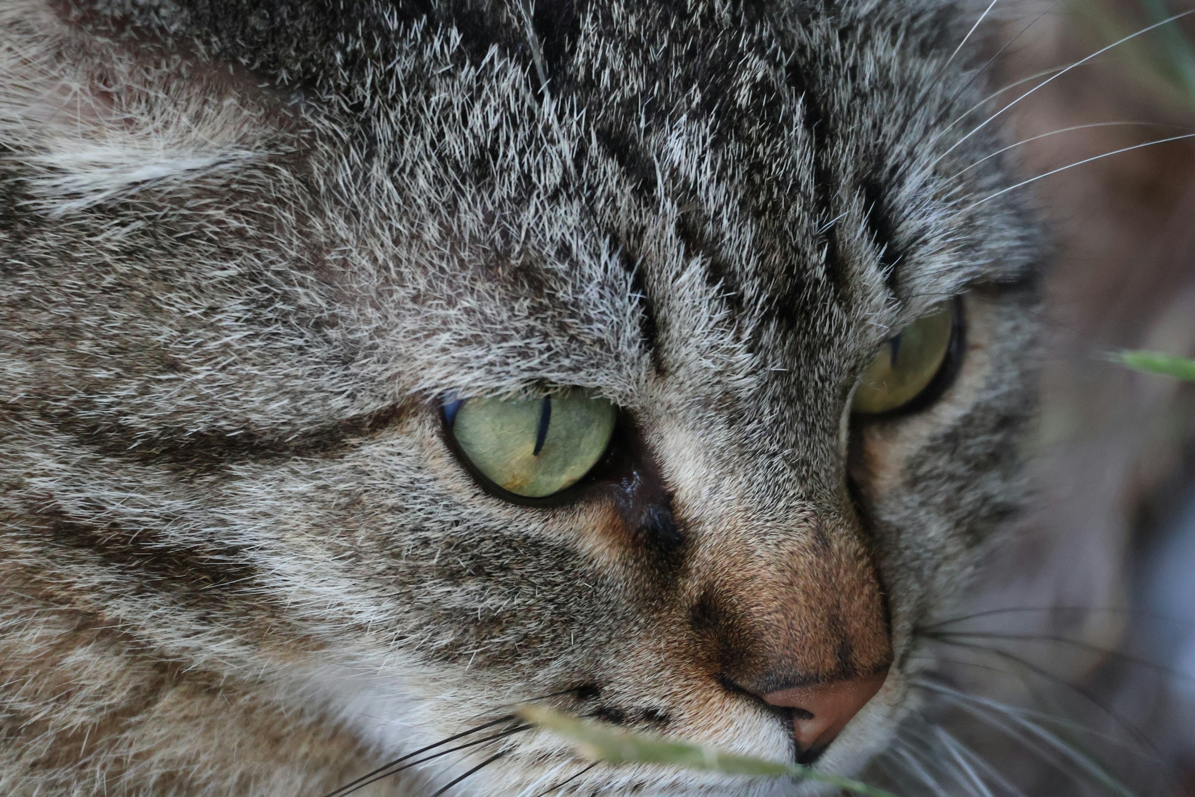 Tabby cat with green eyes, macro portrait
