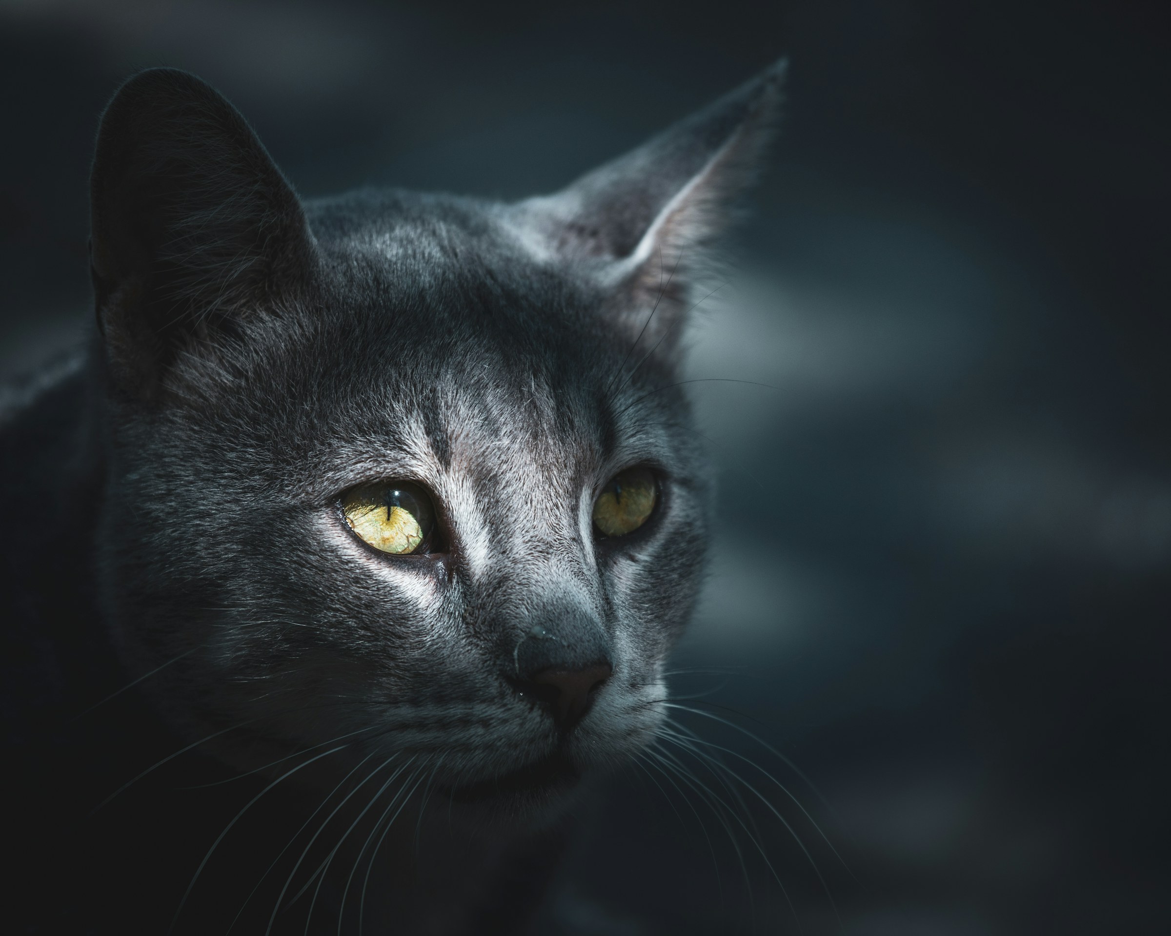 Black cat with amber eyes, Istanbul
