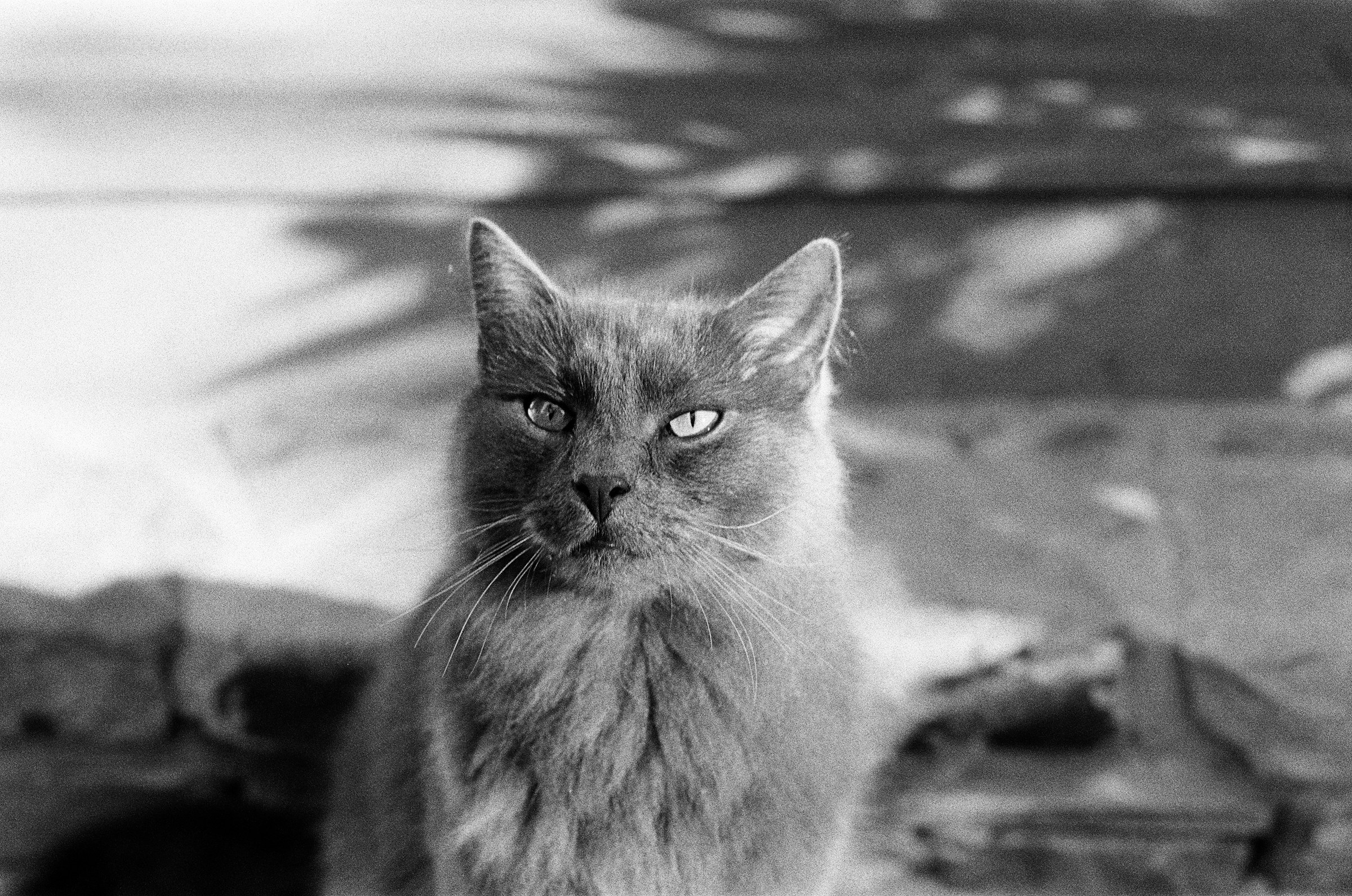 Long-furred cat, monochrome study