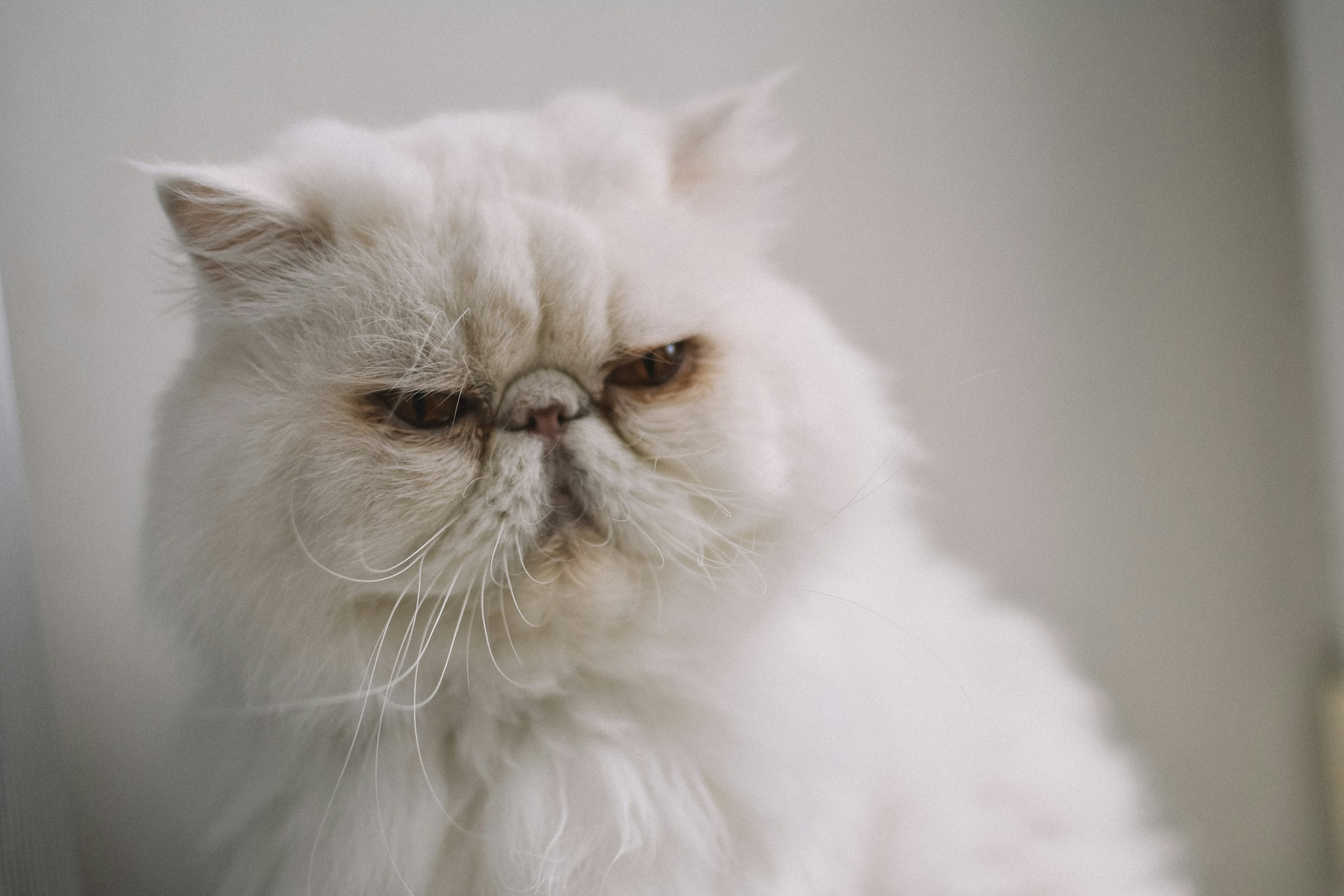 White Persian cat on white textile