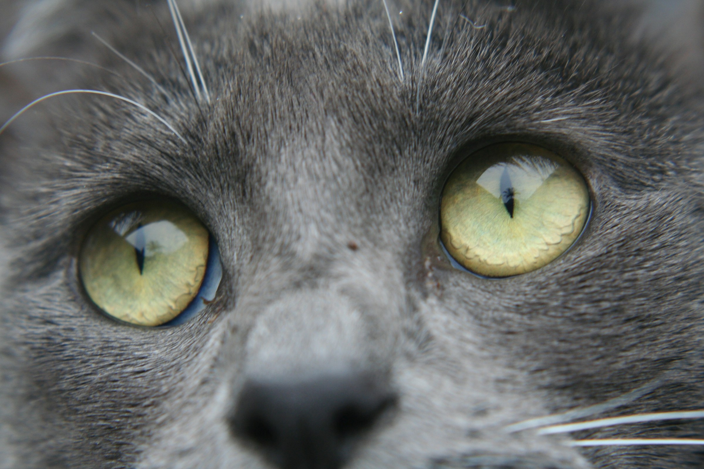 Grey cat looking up, a palm tree reflected in its eye