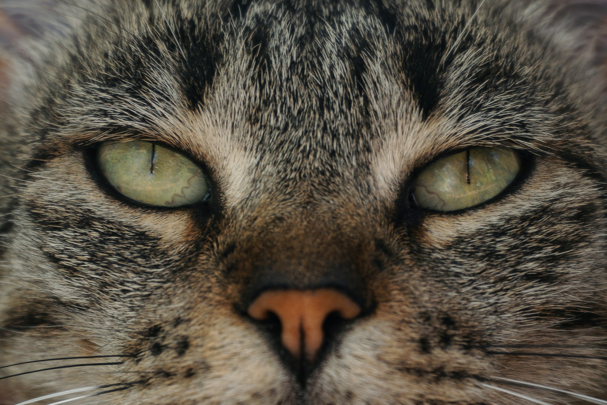 A cat’s steady gaze
