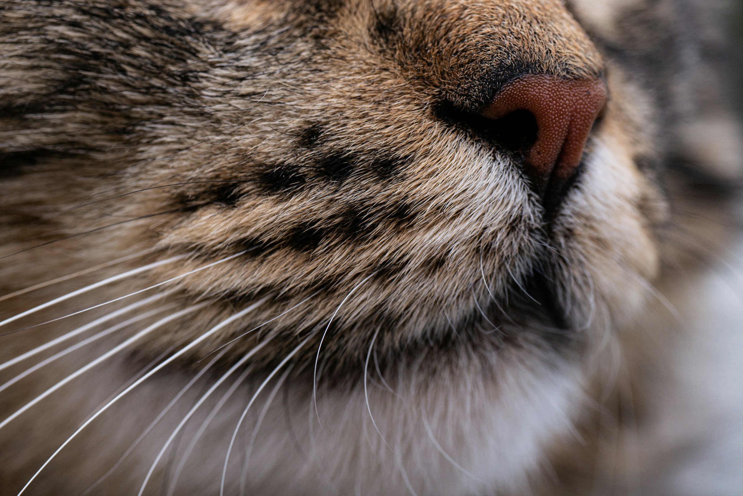 Cat’s face with eyes closed