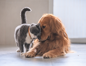 猫と犬