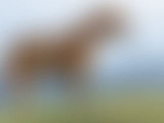 Horses, Ashwamedha in Rig Veda