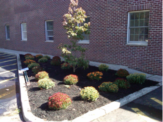 TPS-school-flowers.webp