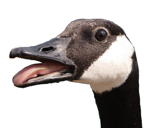 450947920_preview_goose.gif