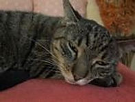 Tigerkatze Nanni schlafend