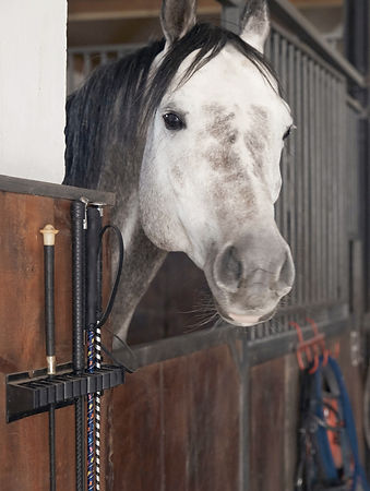cheval dans un box