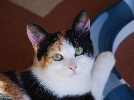 Chaton 3 couleurs