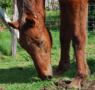 Cheval qui broute