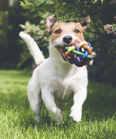 chien gambadant avec son jouet