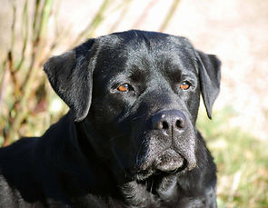 Labrador noir