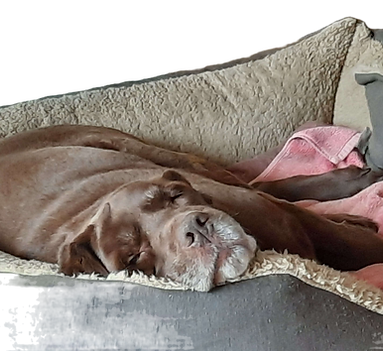 Mamie labrador qui se repose